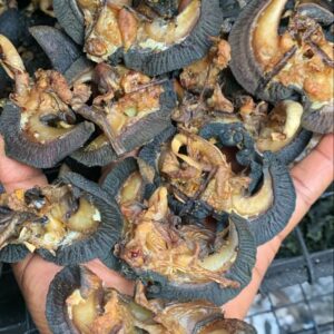 Buy Big snails from Nigeria