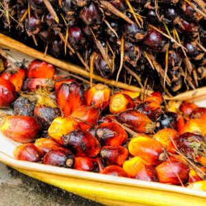 Oil Palm Fruit